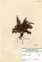 藏品(細葉蒿蕨)的圖片